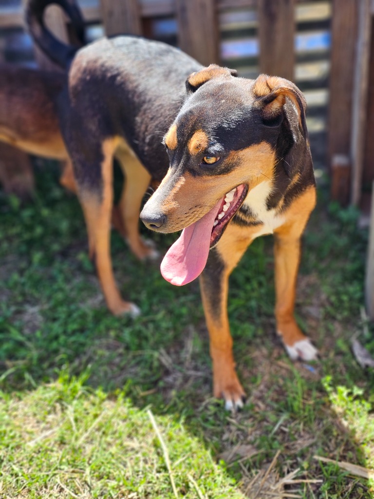 Zowie, a Adoptable mixed breed in Manchester, CT image 2/7