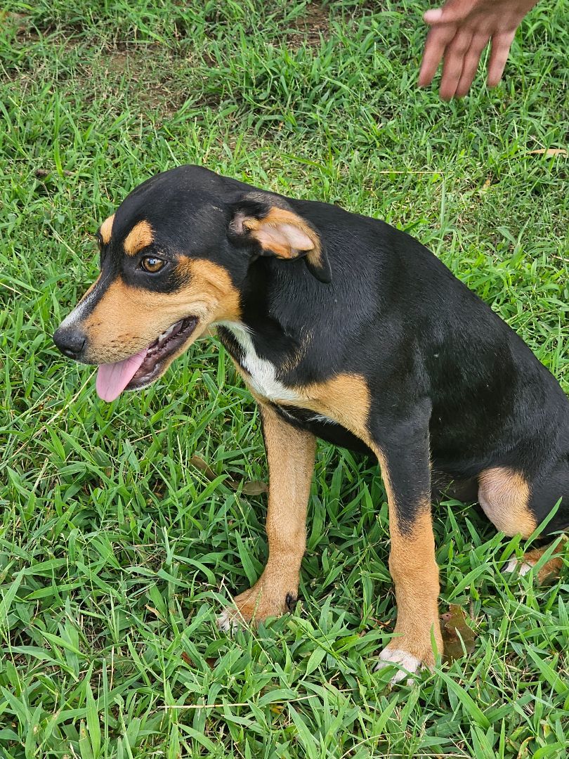 Zowie, a Adoptable mixed breed in Manchester, CT image 3/7