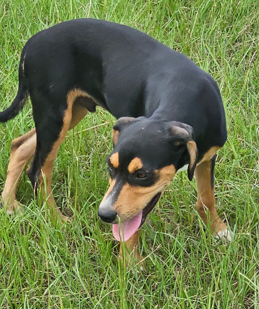 Zowie, a Adoptable mixed breed in Manchester, CT image 4/7