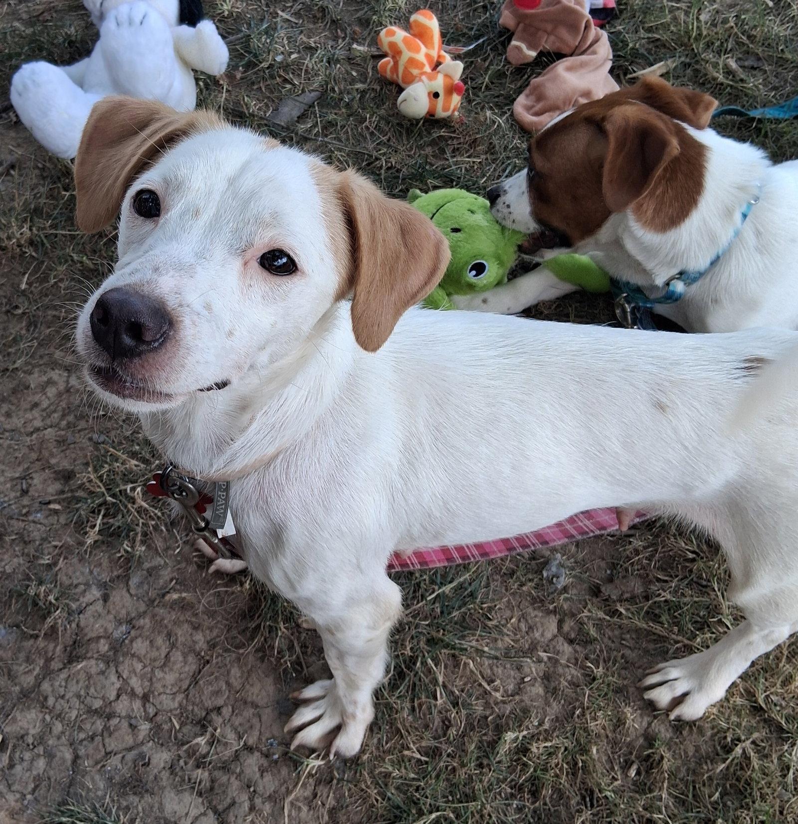 Sweet Shivers, Adoptable, Adult Female Dachshund.