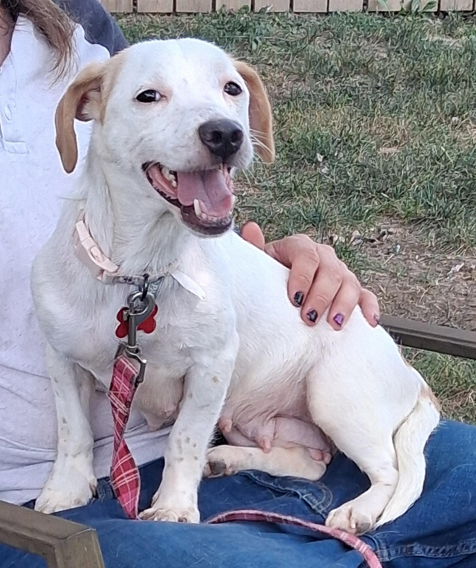 Enlarge Sweet Shivers, a Adoptable Dachshund in Cuyahoga Falls, OH image 3/3