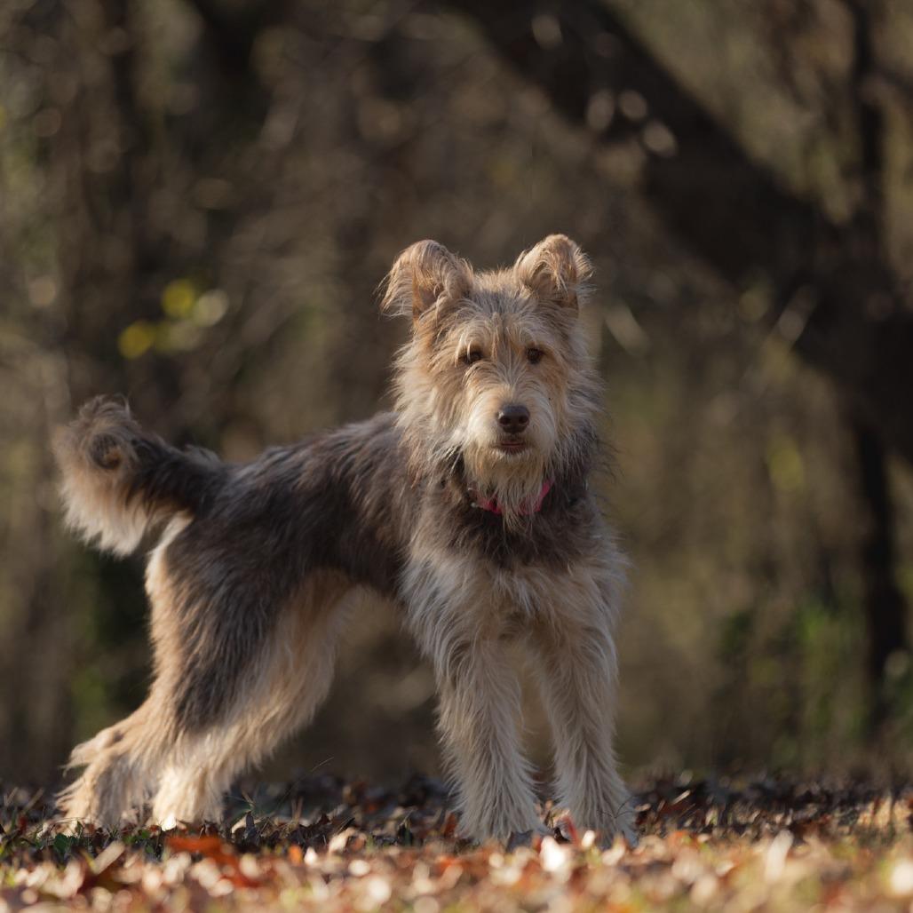 Enlarge Ethel, a Adoptable mixed breed in Rossville, GA image 1/6