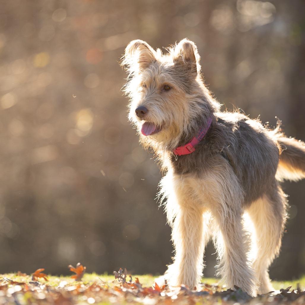 Enlarge Ethel, a Adoptable mixed breed in Rossville, GA image 2/6