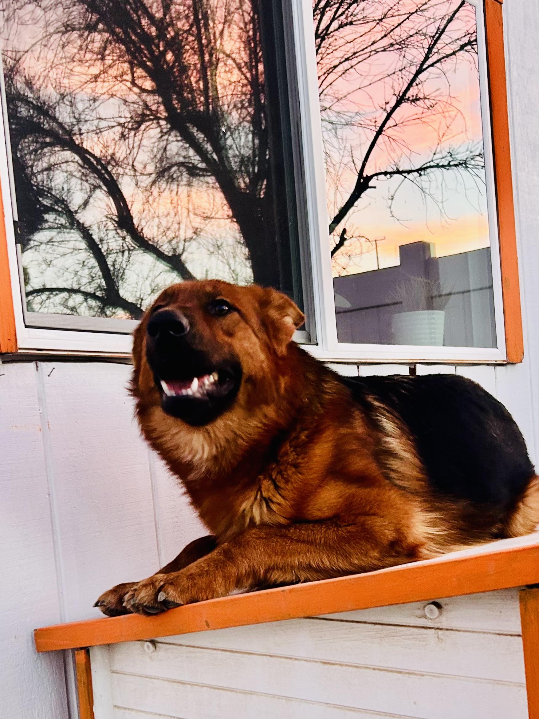Enlarge Spartan, a ADOPTABLE German Shepherd Dog in Bakersfield, CA image 2/3