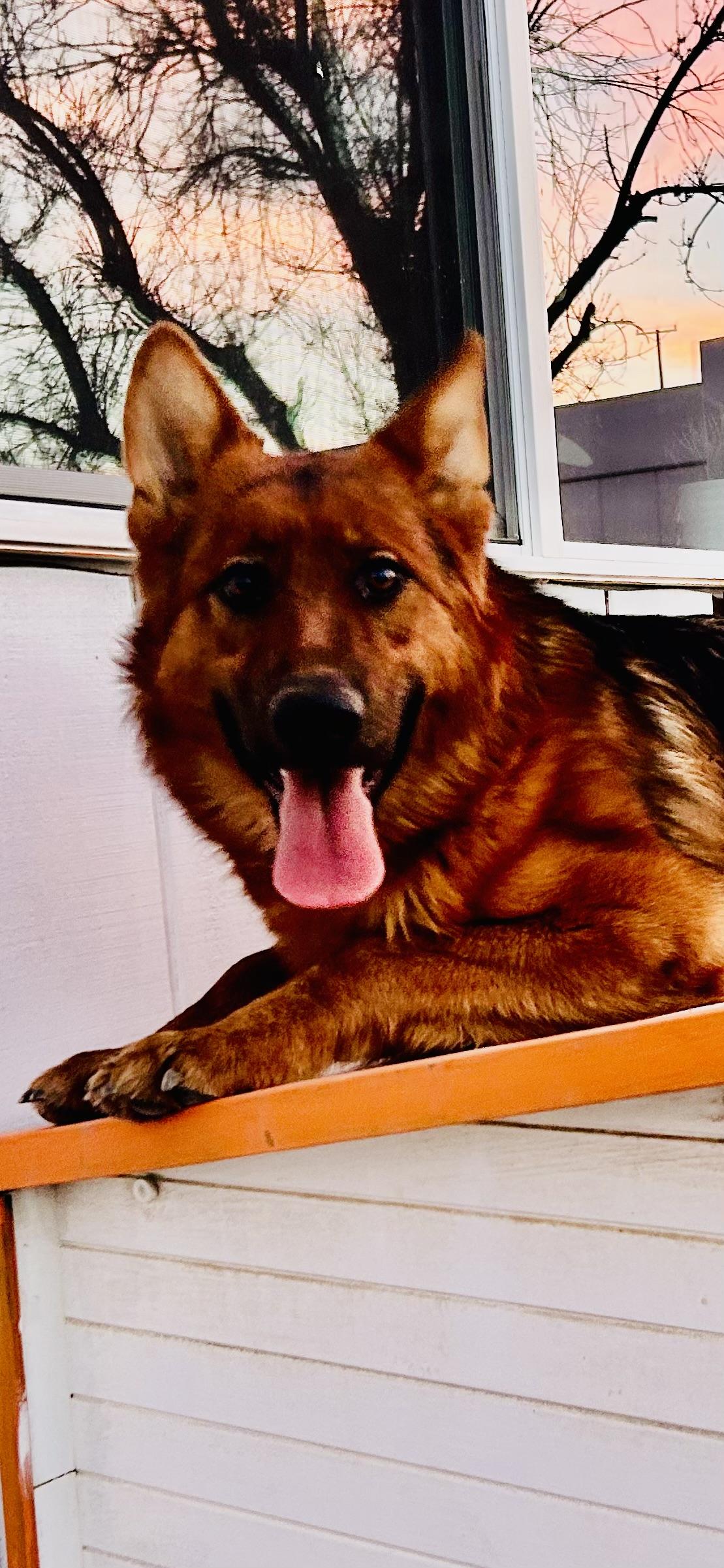 Enlarge Spartan, a ADOPTABLE German Shepherd Dog in Bakersfield, CA image 3/3