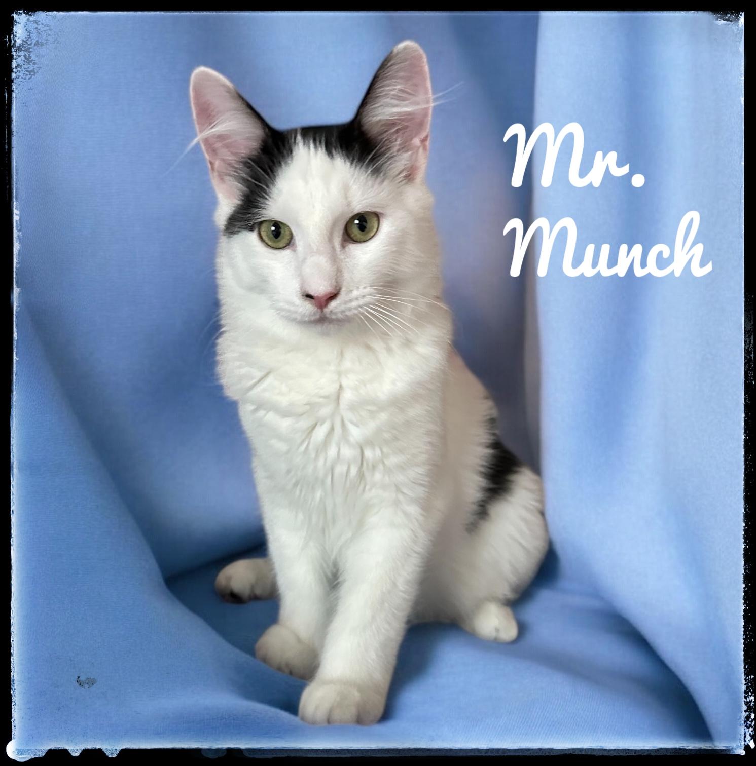 Enlarge Mr. Munch, a Adoptable Domestic Short Hair in El Cajon, CA image 1/1
