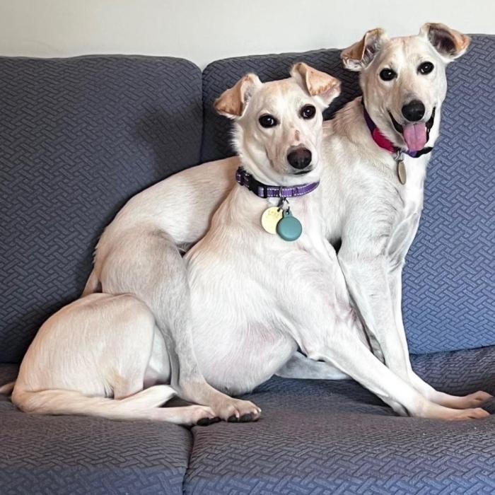 Enlarge Webster #6533, a Adoptable mixed breed in Louisville, KY image 1/6