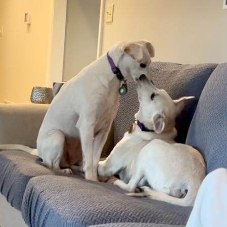 Enlarge Webster, a Adoptable mixed breed in Louisville, KY image 1/6