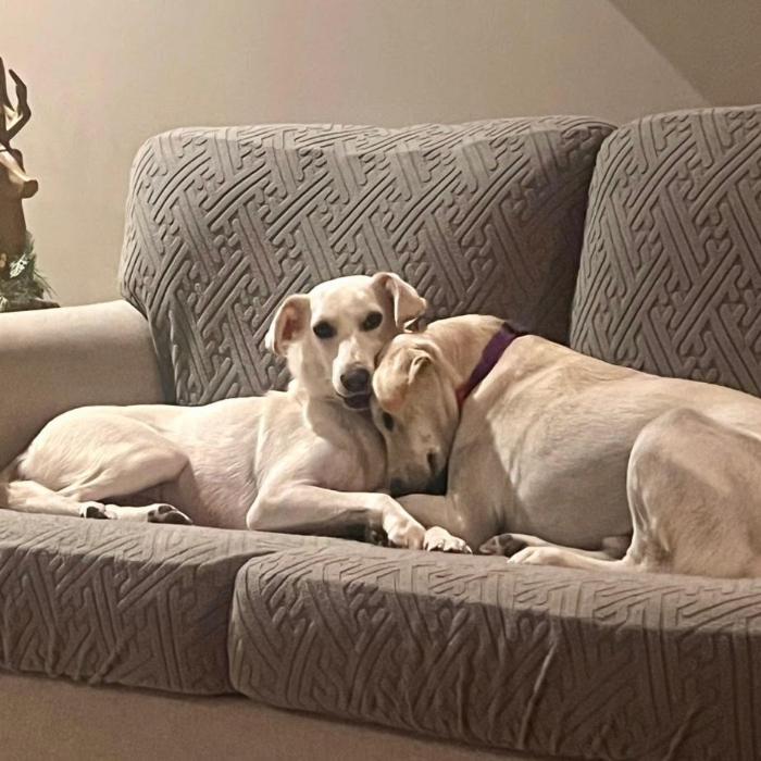 Enlarge Webster #6533, a Adoptable mixed breed in Louisville, KY image 2/6