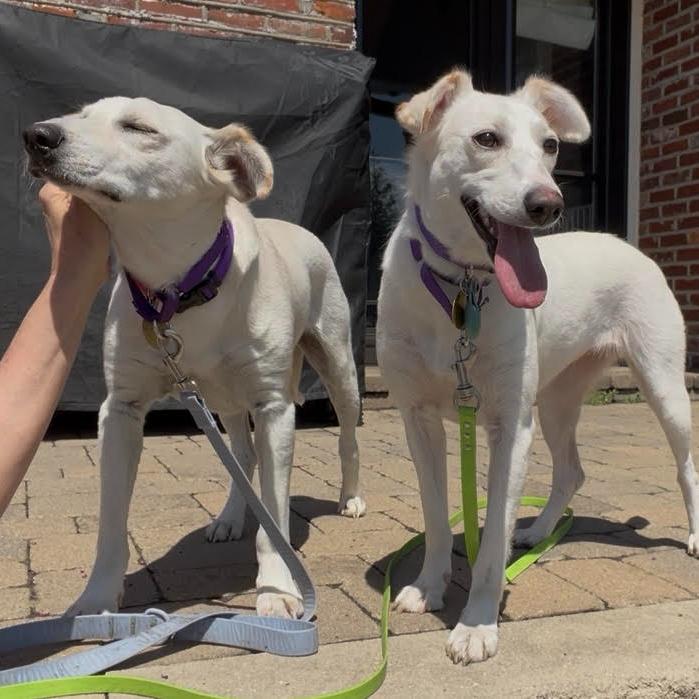 Enlarge Webster, a Adoptable mixed breed in Louisville, KY image 2/6