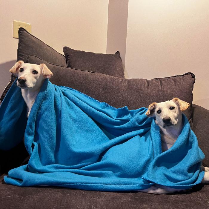 Enlarge Webster, a Adoptable mixed breed in Louisville, KY image 5/6