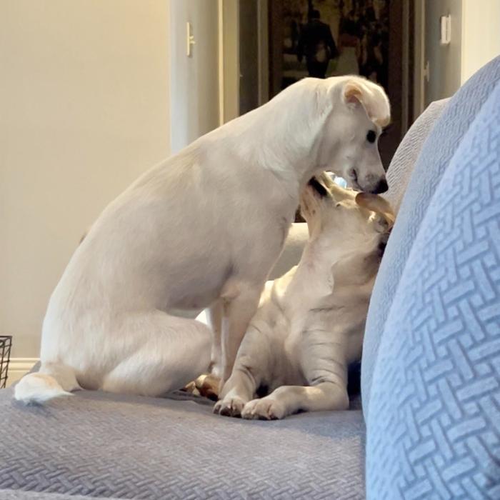 Enlarge Webster, a Adoptable mixed breed in Louisville, KY image 6/6