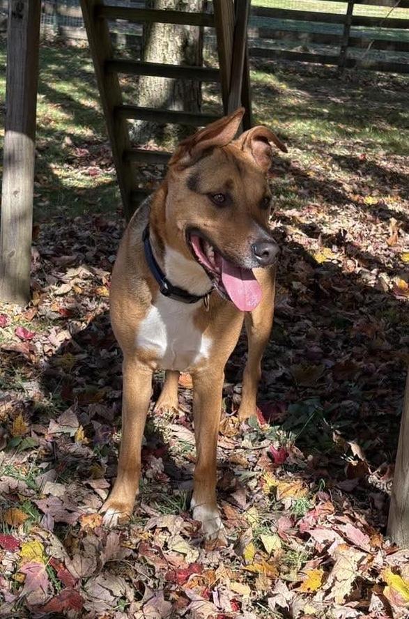 Enlarge Hank, a Adoptable mixed breed in Painesville, OH image 2/5