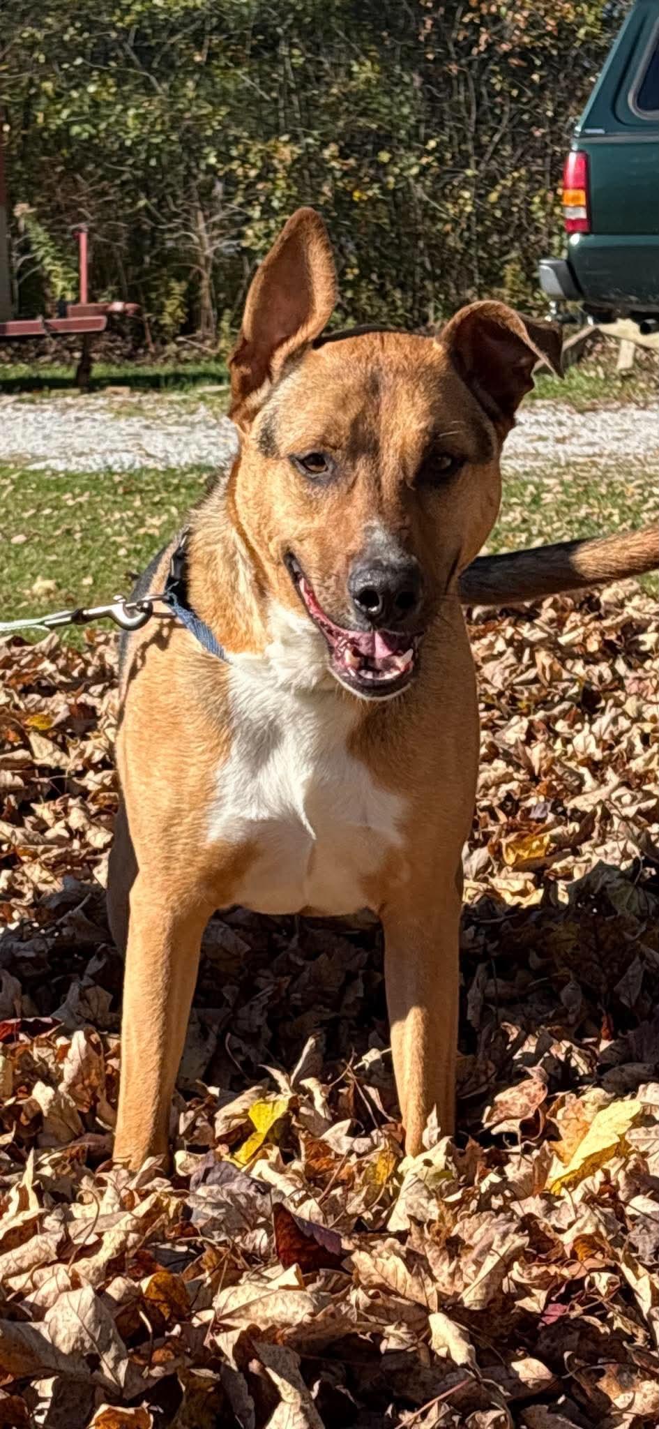 Enlarge Hank, a Adoptable mixed breed in Painesville, OH image 4/5