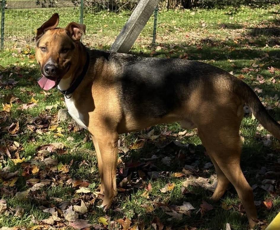 Enlarge Hank, a Adoptable mixed breed in Painesville, OH image 3/5