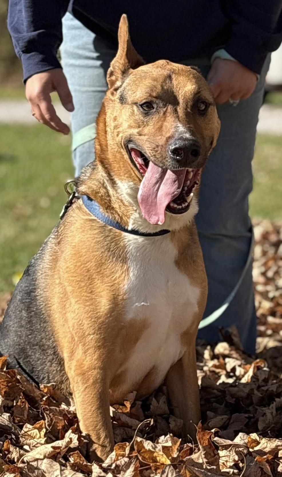 Enlarge Hank, a Adoptable mixed breed in Painesville, OH image 1/5