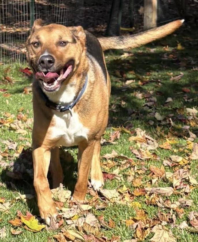 Enlarge Hank, a Adoptable mixed breed in Painesville, OH image 5/5