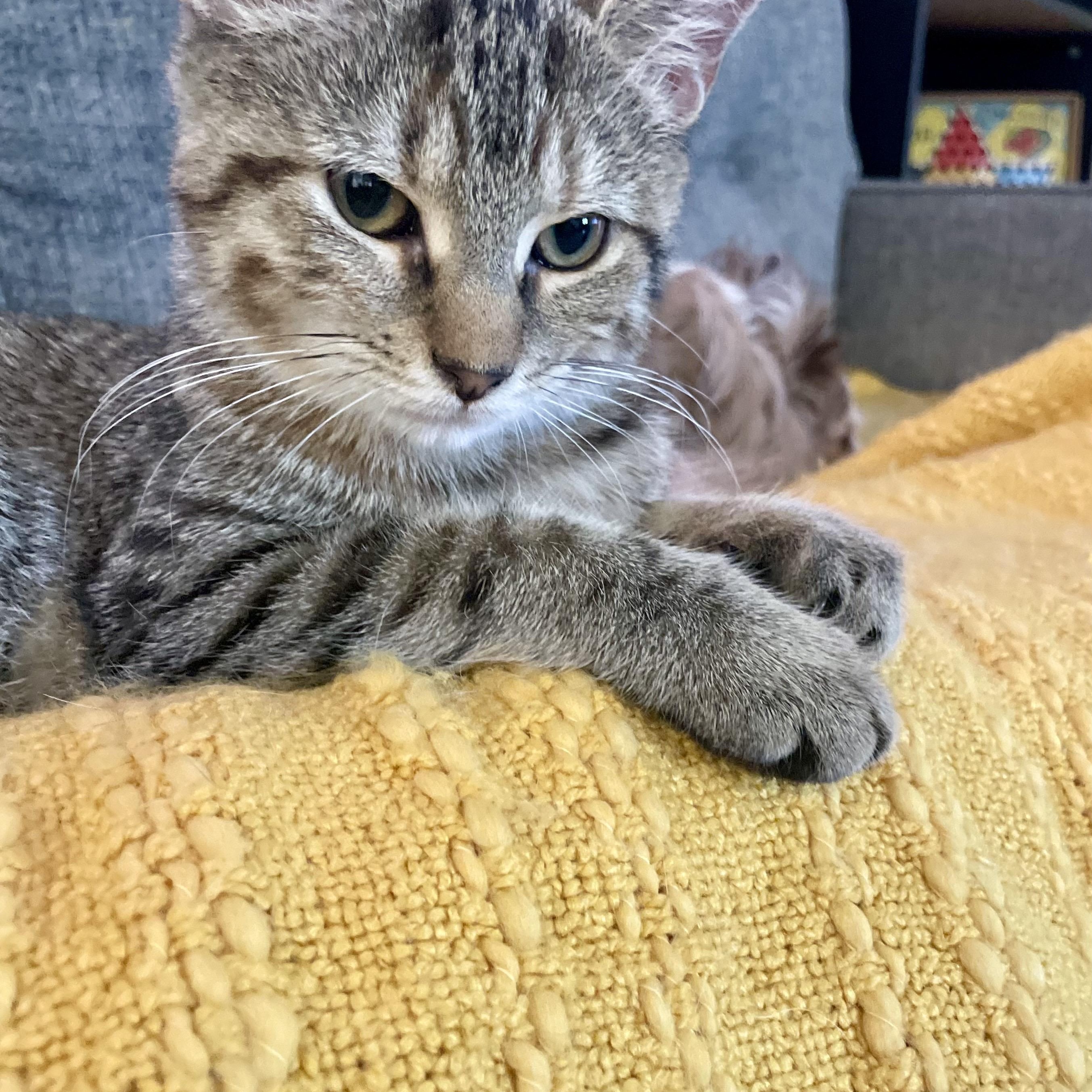 Enlarge SPECK, a Adopted mixed breed in Columbus, OH image 3/6