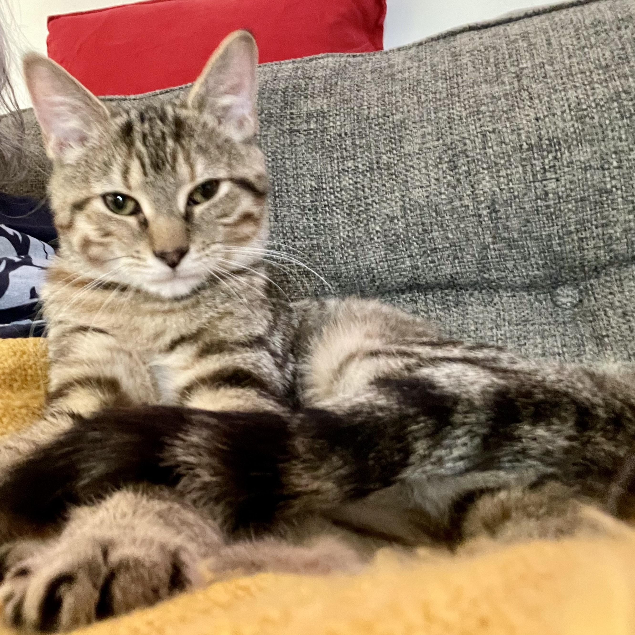 Enlarge SPECK, a Adopted mixed breed in Columbus, OH image 1/6