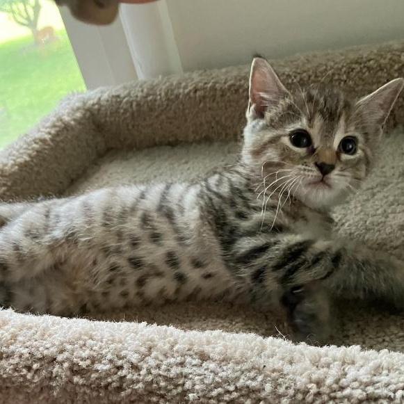 Enlarge SPECK, a Adopted mixed breed in Columbus, OH image 4/6