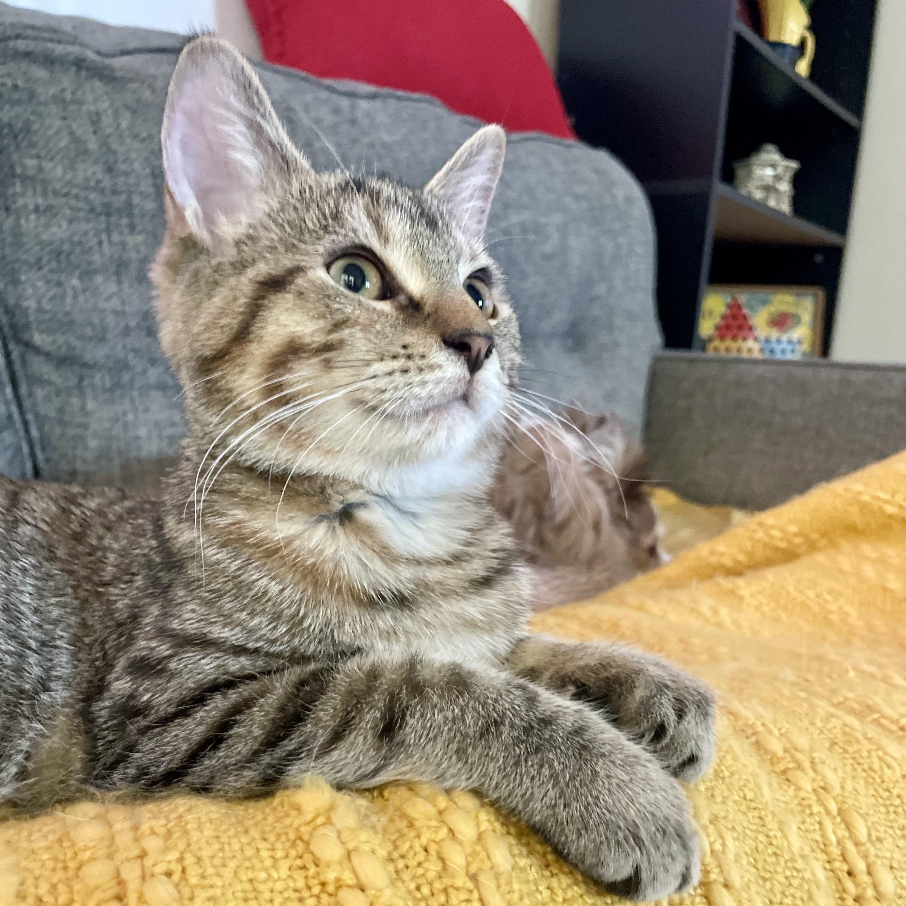 Enlarge SPECK, a Adopted mixed breed in Columbus, OH image 5/6