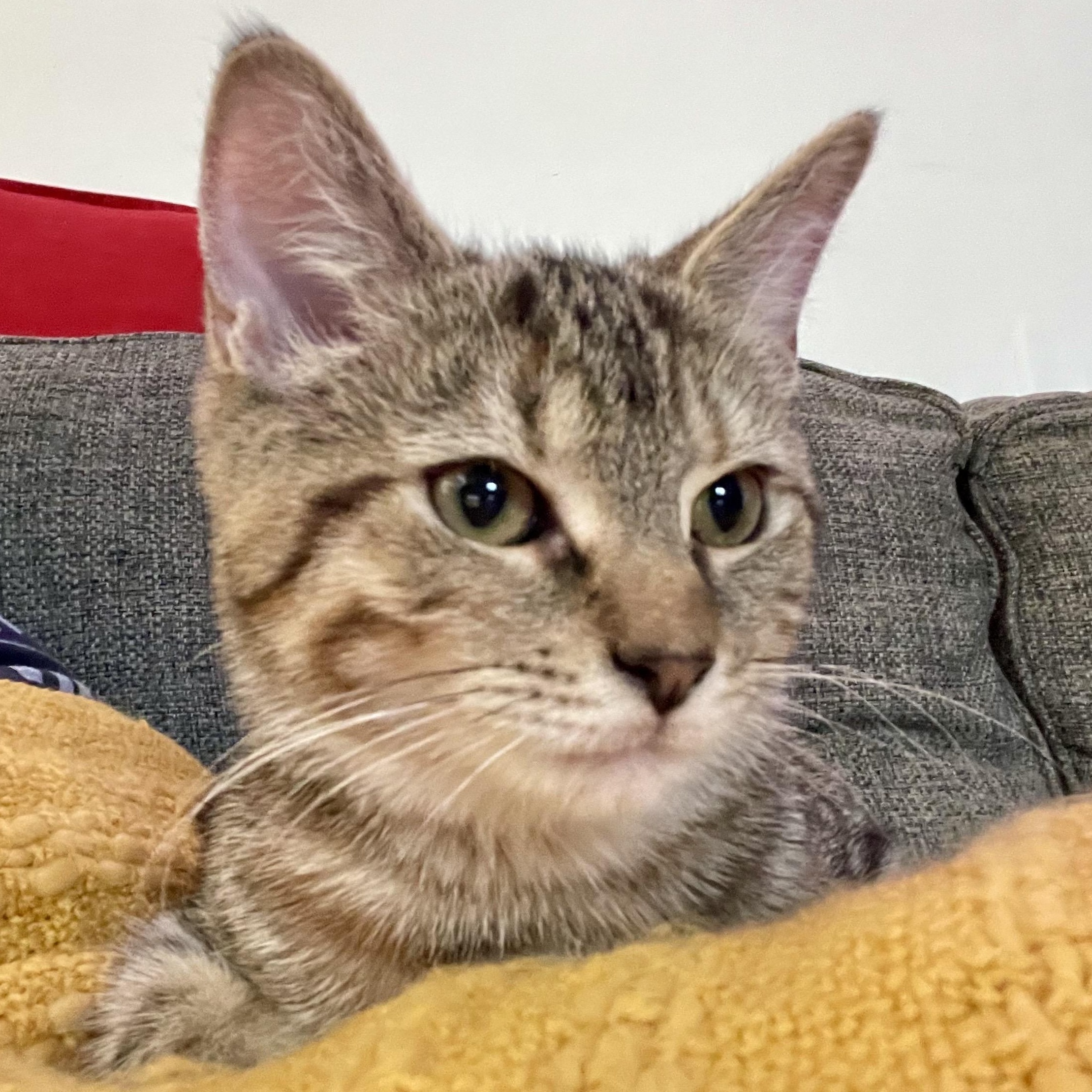 Enlarge SPECK, a Adopted mixed breed in Columbus, OH image 6/6