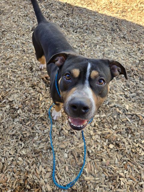 LUDA, Adoptable, Adult Male American Bulldog.