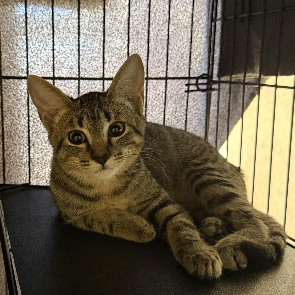 Enlarge Skittles, a Adoptable Domestic Short Hair in Tempe, AZ image 1/3