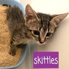 Enlarge Skittles, a Adoptable Domestic Short Hair in Tempe, AZ image 2/3
