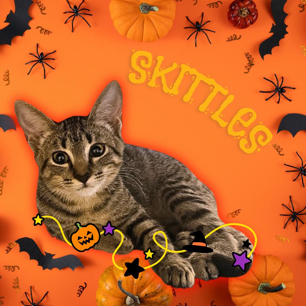 Enlarge Skittles, a Adoptable Domestic Short Hair in Tempe, AZ image 3/4