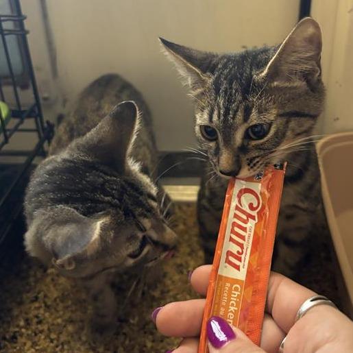 Enlarge Skittles, a Adoptable Domestic Short Hair in Tempe, AZ image 3/3