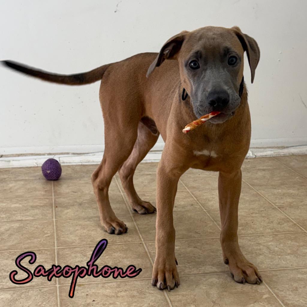 Saxophone, Adoptable, Puppy Male Boxer & Pit Bull Terrier.