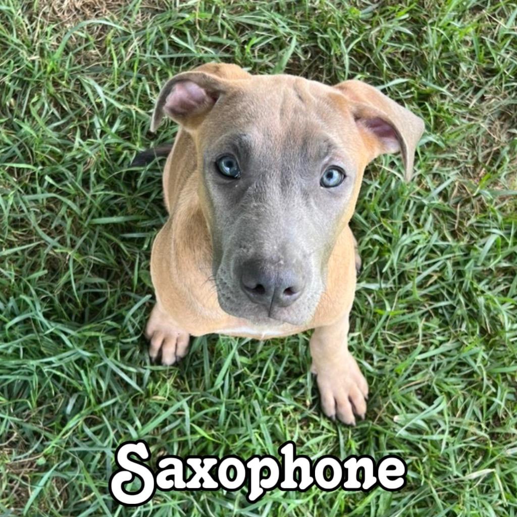 Saxophone, Adoptable, Puppy Male Boxer & Pit Bull Terrier.