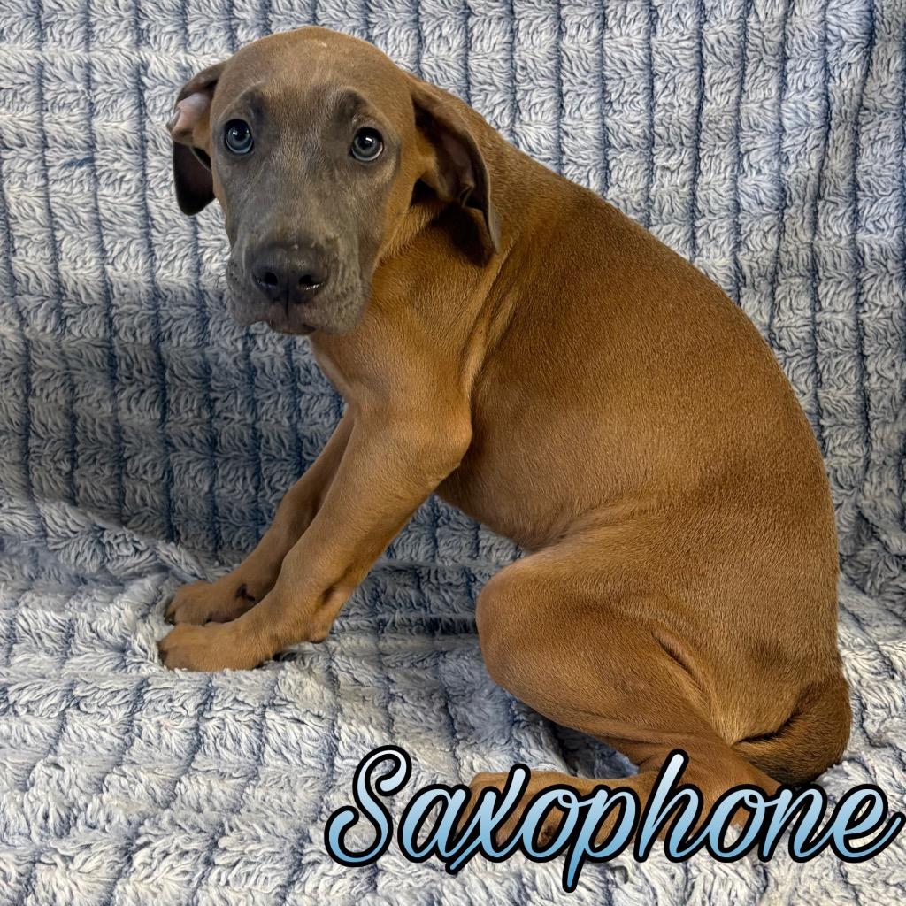 Enlarge Saxophone, a Adoptable mixed breed in Hillsboro, OH image 2/3