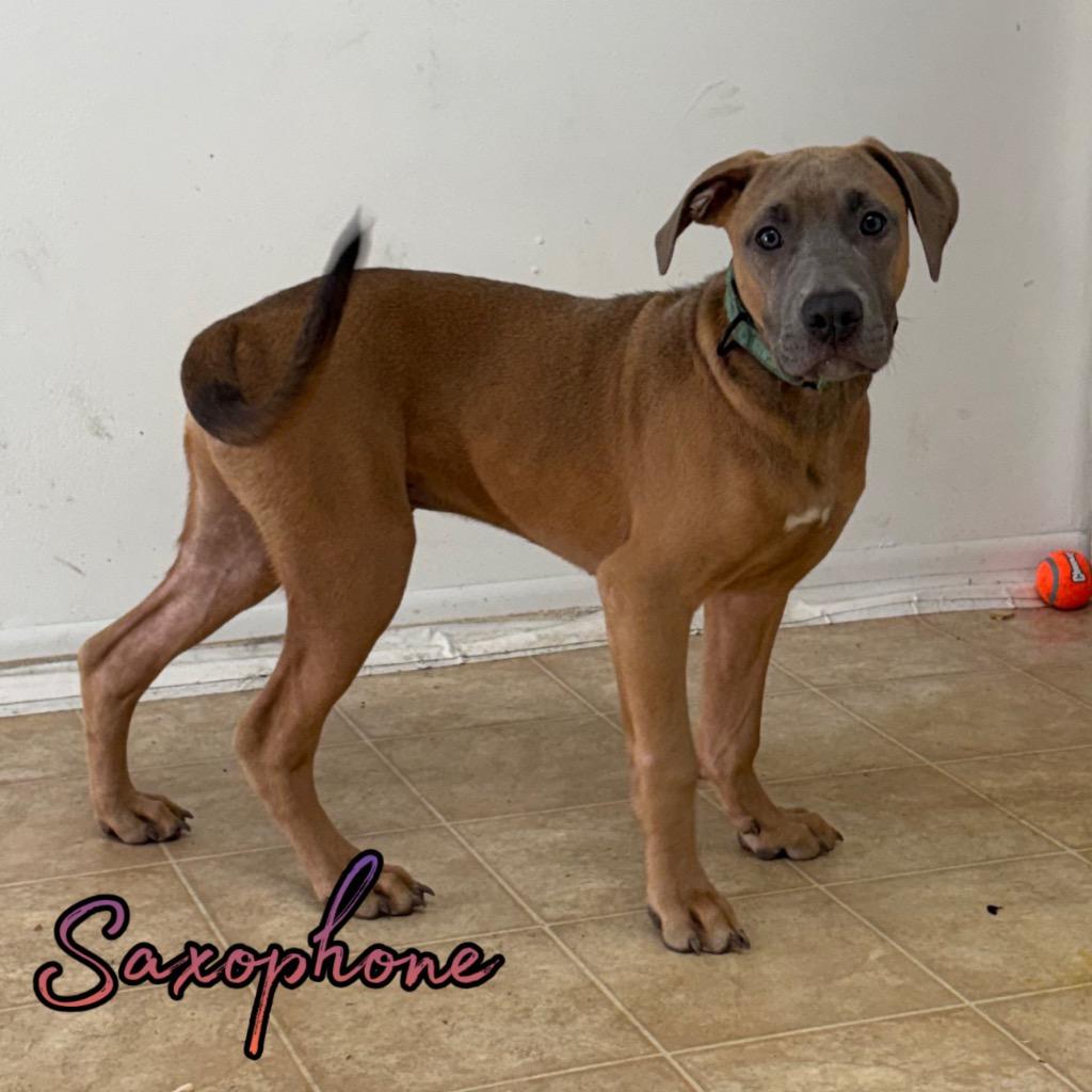Enlarge Saxophone, a Adoptable mixed breed in Hillsboro, OH image 4/6