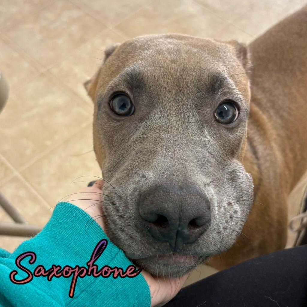 Enlarge Saxophone, a Adoptable mixed breed in Hillsboro, OH image 5/6