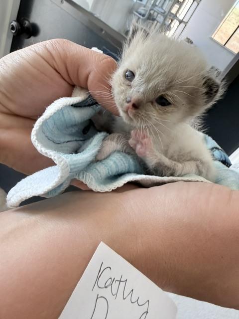Wilder, Adoptable, Kitten Male Siamese.