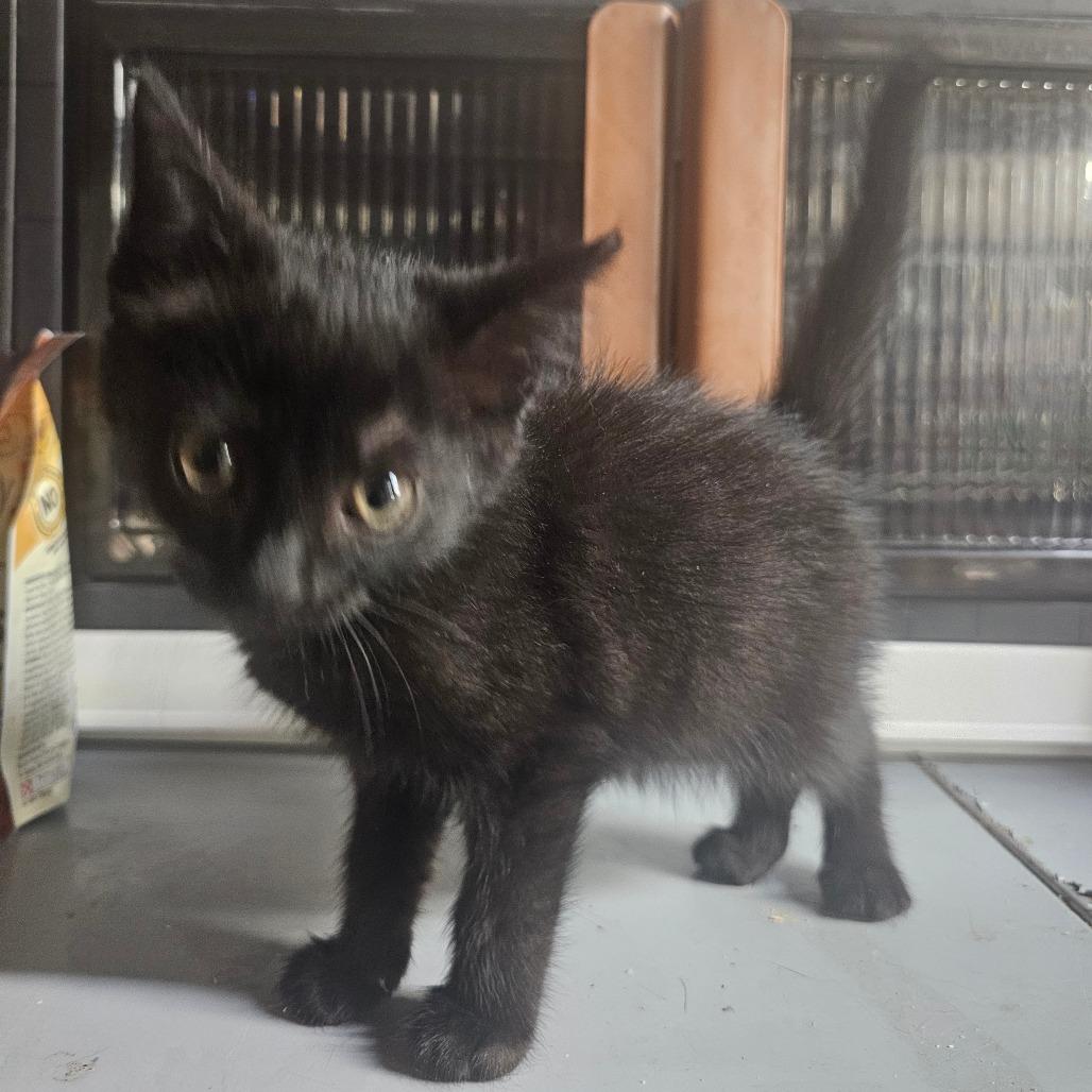 Enlarge Helix, a Adoptable Domestic Short Hair in mount vernon, AR image 1/1
