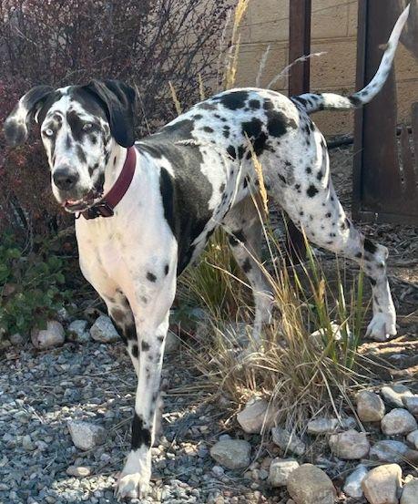 Everest, Adoptable, Young Female Great Dane.