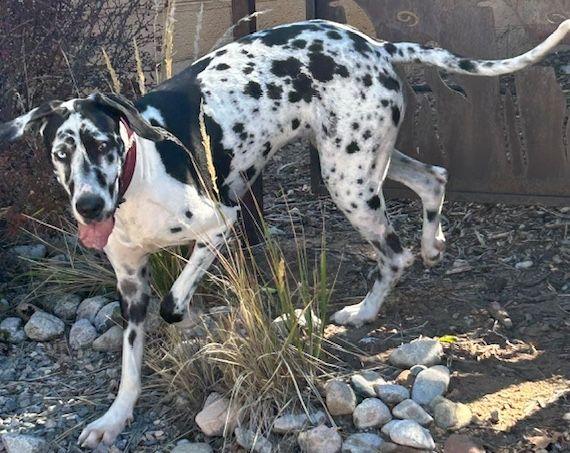 Enlarge Everest, a Adoptable Great Dane in Larkspur, CO image 2/5