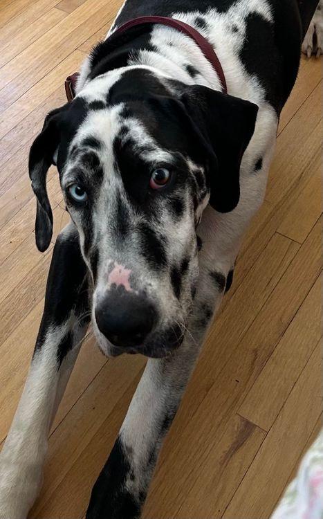 Photo of Young Female Great Dane Harlequin