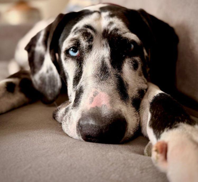 Enlarge Everest, a Adoptable Great Dane in Larkspur, CO image 4/5