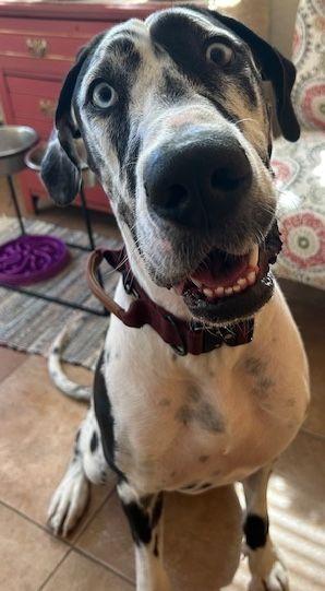 Enlarge Everest, a Adoptable Great Dane in Larkspur, CO image 5/5