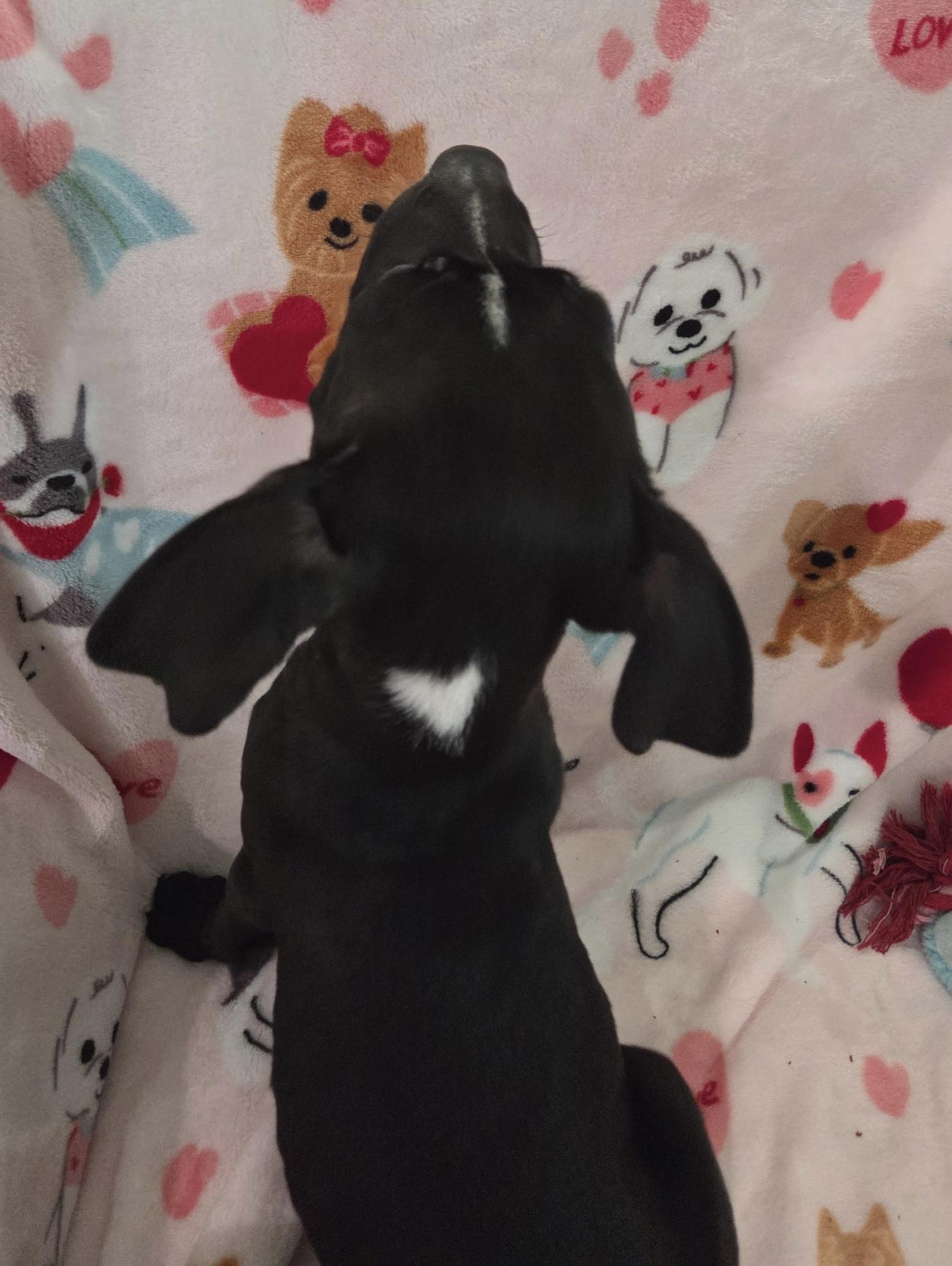 Enlarge Dinozzo, a ADOPTABLE mixed breed in White Lake, MI image 3/6