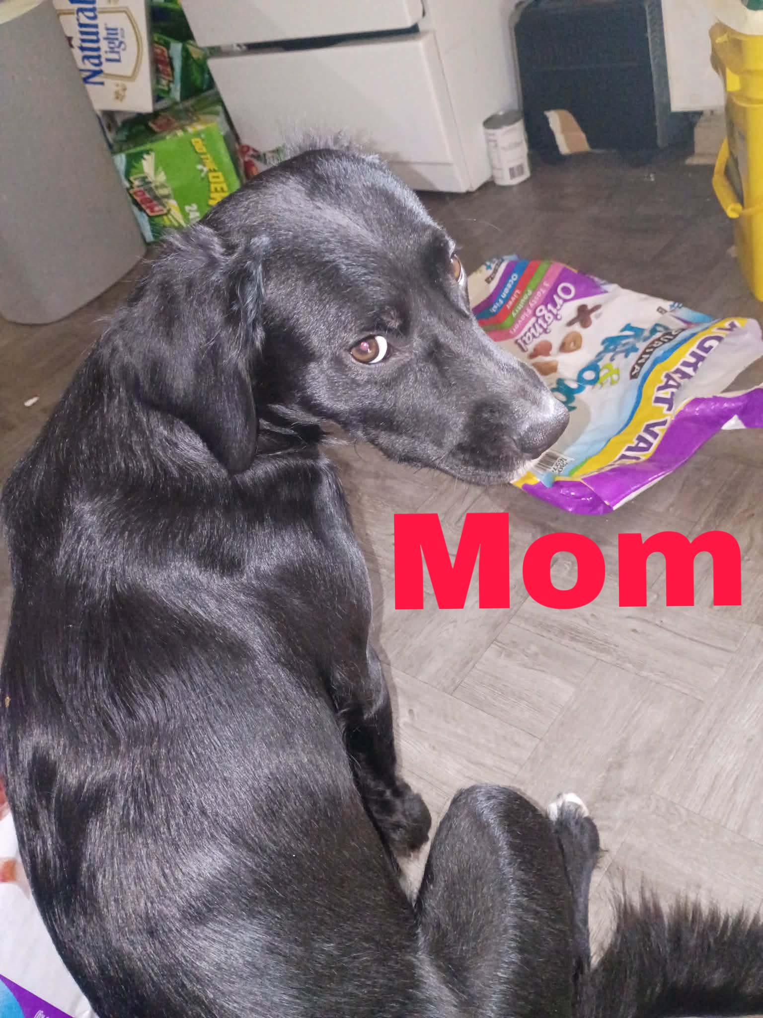 Enlarge Dinozzo, a ADOPTABLE mixed breed in White Lake, MI image 4/6