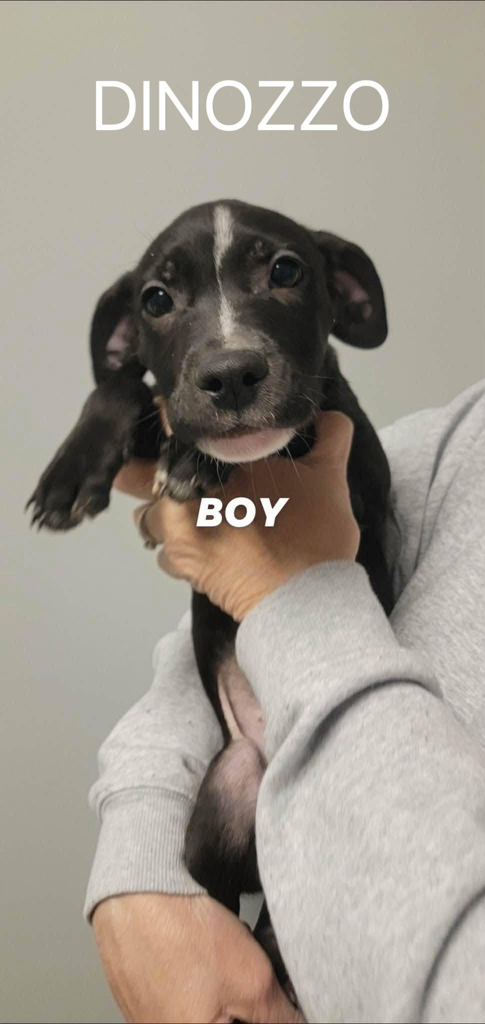 Enlarge Dinozzo, a ADOPTABLE mixed breed in White Lake, MI image 6/6