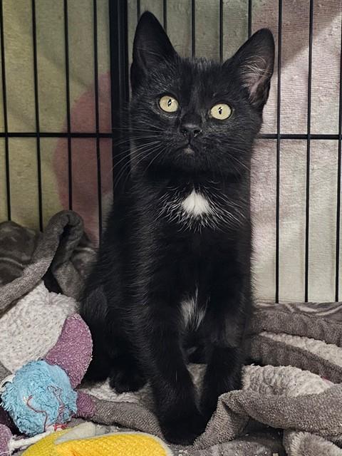CANNONBALL, Adoptable, Kitten Female Domestic Short Hair.