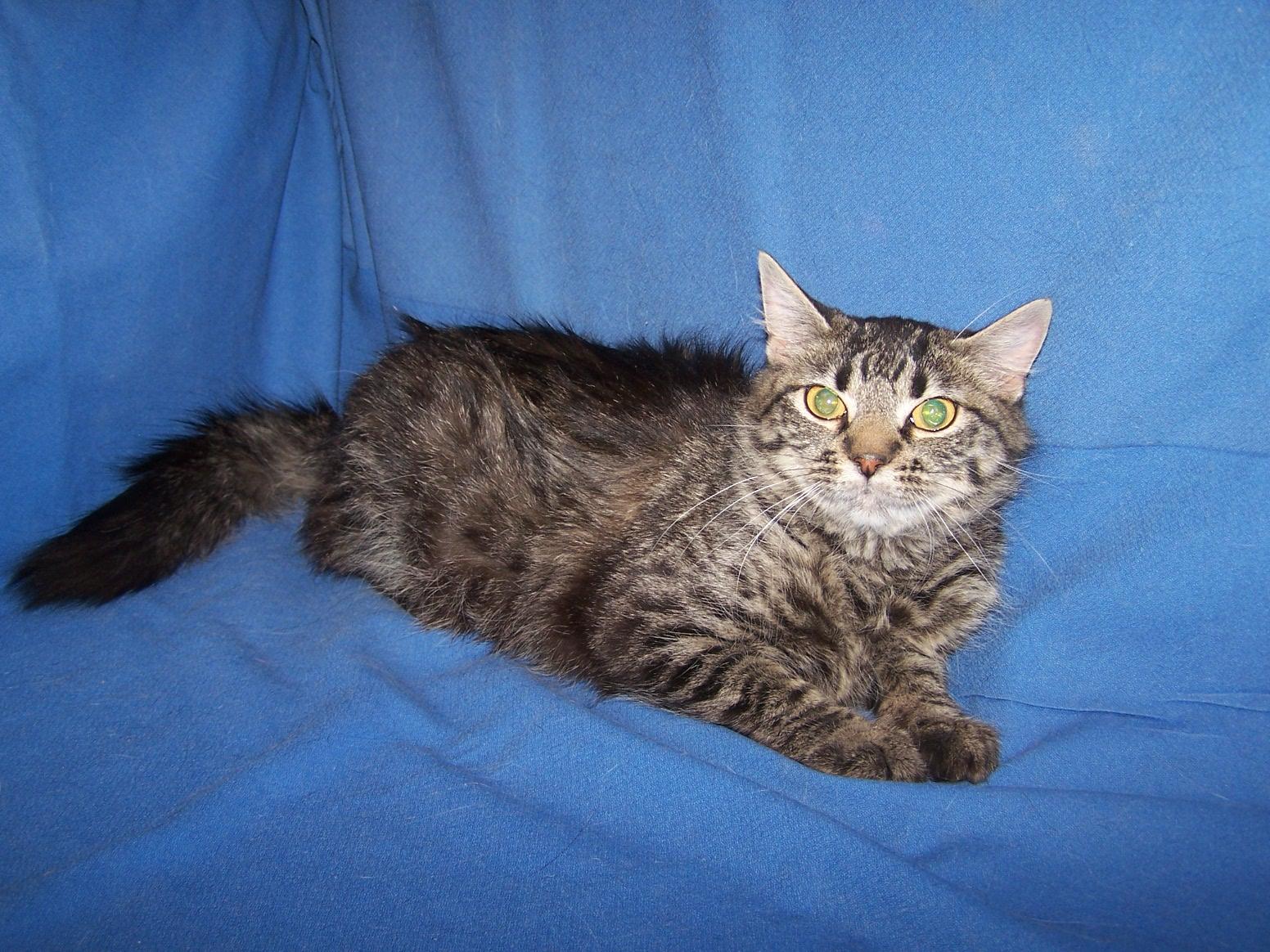 Enlarge Julie, a Adoptable mixed breed in Colorado Springs, CO image 1/1