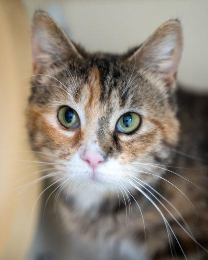 Enlarge Flora, a Adoptable mixed breed in Pequot Lakes, MN image 1/2