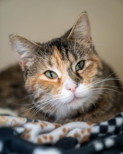 Enlarge Flora, a Adoptable mixed breed in Pequot Lakes, MN image 2/2
